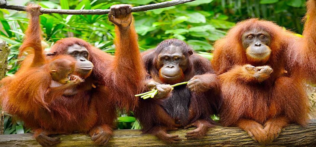 Local Monkey Family, Borneo, Malaysia
