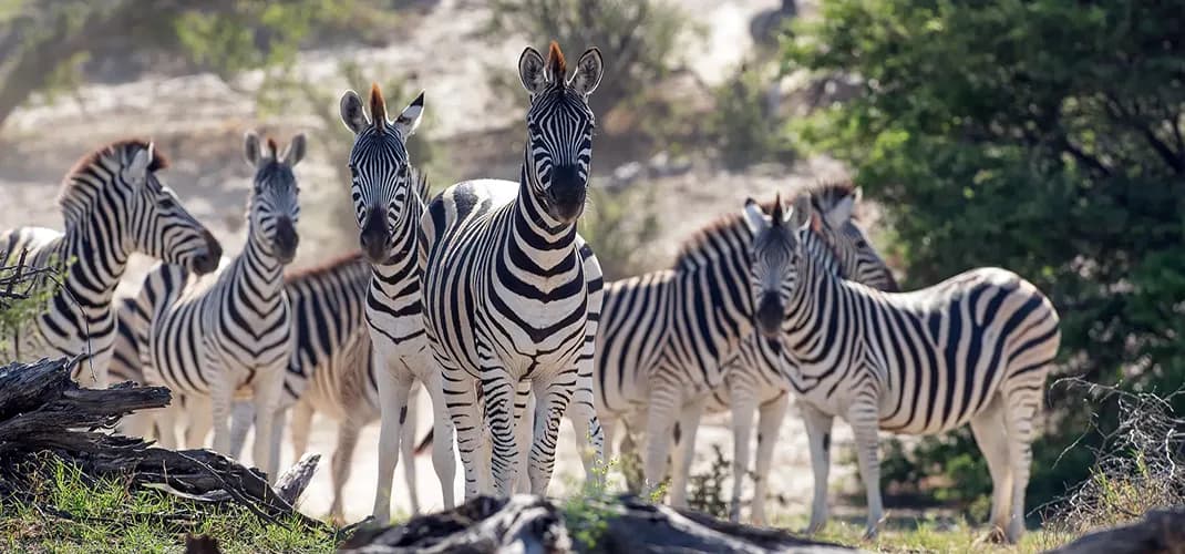 Zebras, Botswana