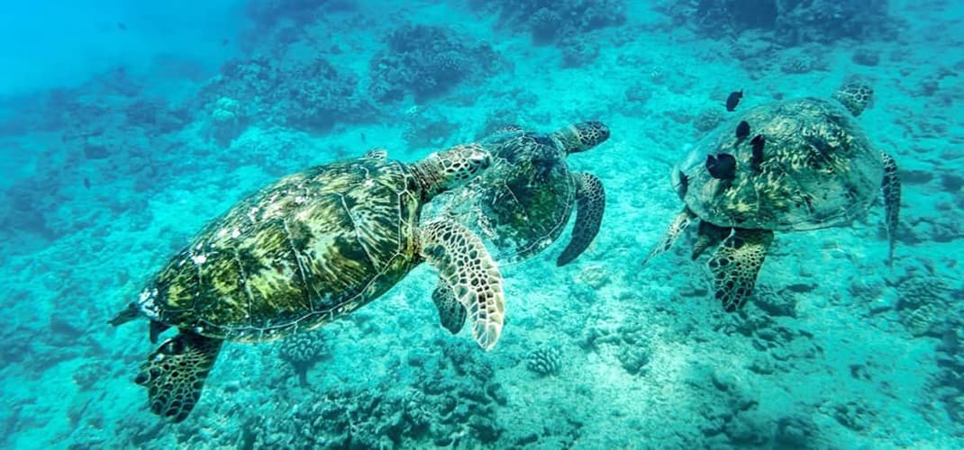 Hawaiian Green Sea Turtles Underwater, Hawaii