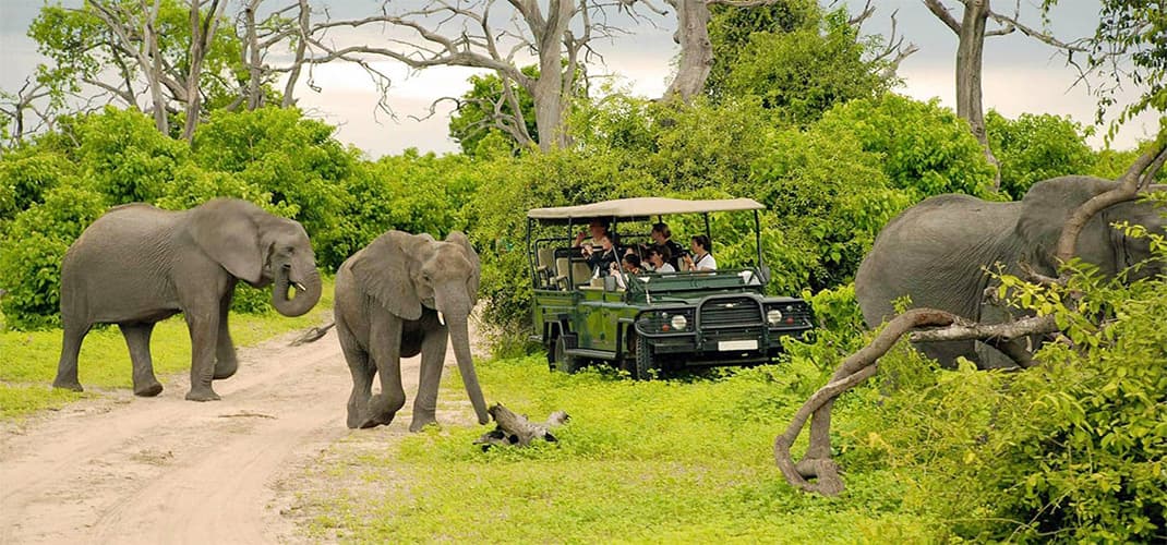 Elephant Game Drive in Chobe National Park, Botswana