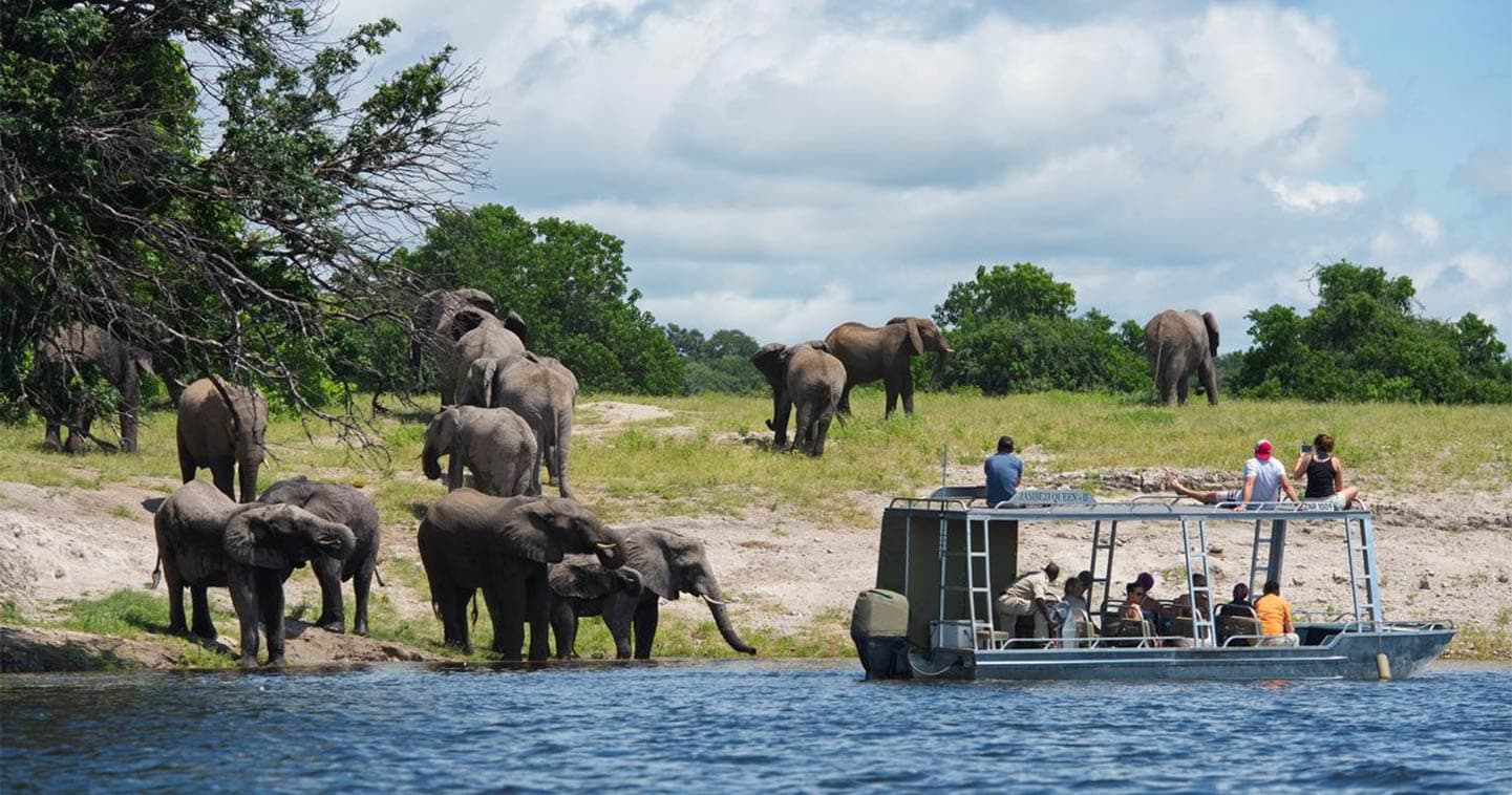 Elephants and Chobe River, Botswana