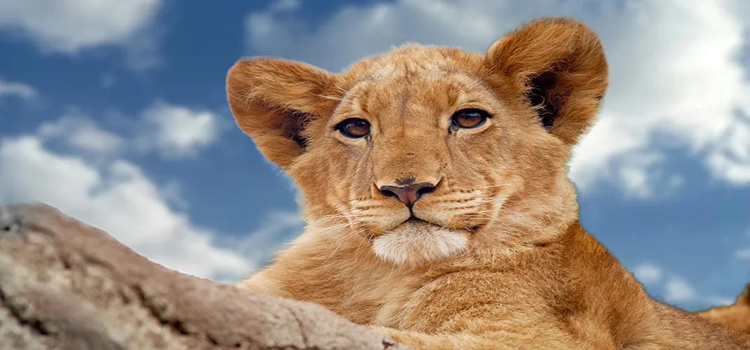 Lion at Kruger National Park, South Africa