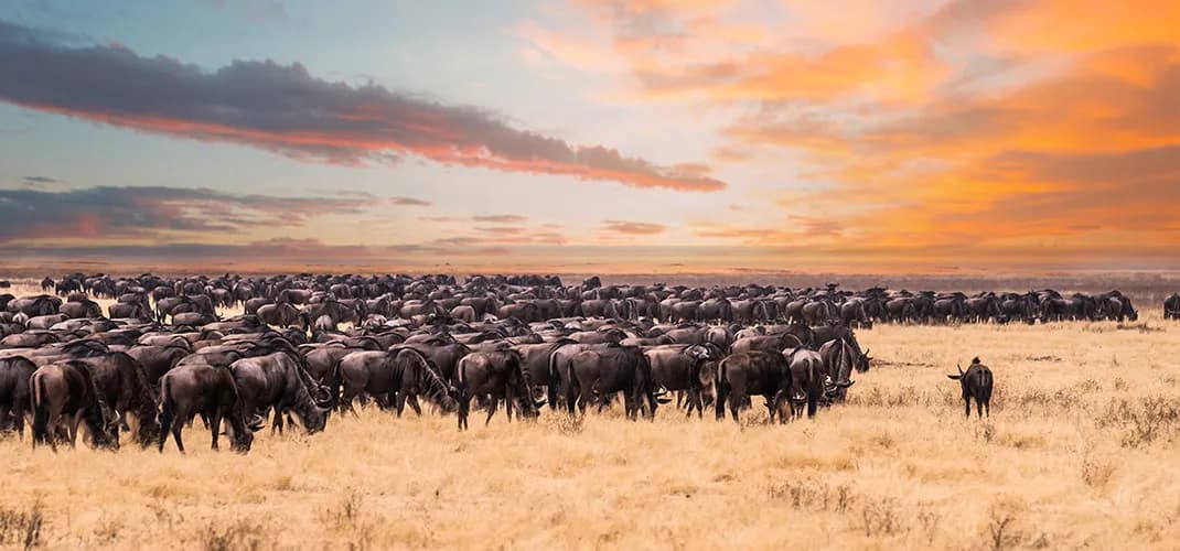 Serengeti National Park, Tanzania