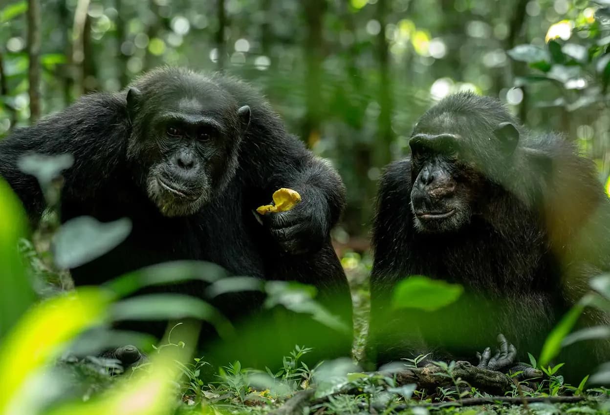 Chimpanzees and Kibale National Park, Uganda
