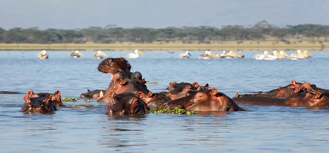 Hippos, Lake Naivasha, Kenya