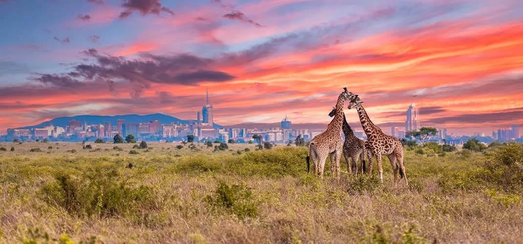 Giraffes at Sunrise in Nairobi National Park, Nairobi, Kenya