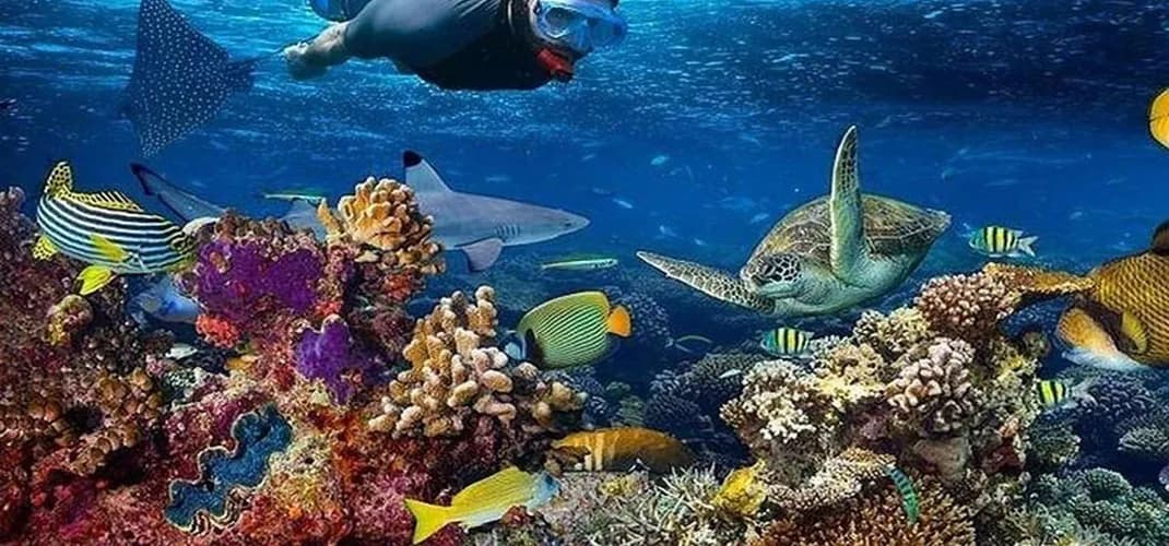 Snorkelling at Mnemba Atoll, Zanzibar, Tanzania