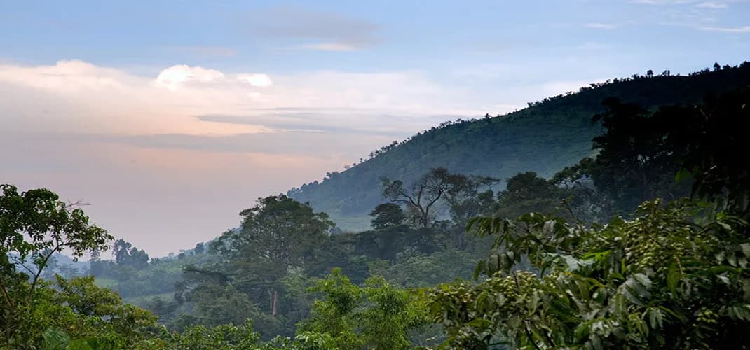 Bwindi Impenetrable National Forest, Uganda
