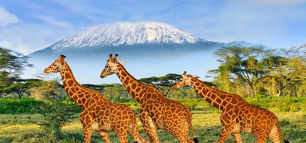 Giraffes at Amboseli National Park, Kenya
