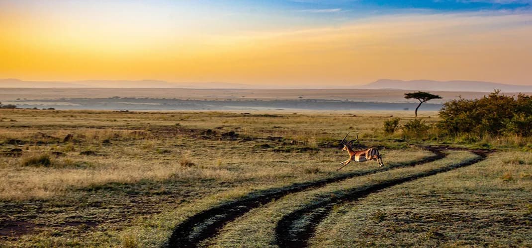 Maasai Mara National Reserve, Kenya