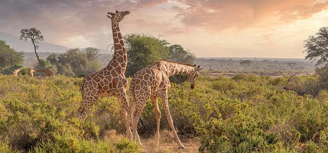 Giraffes at Samburu National Park, Kenya
