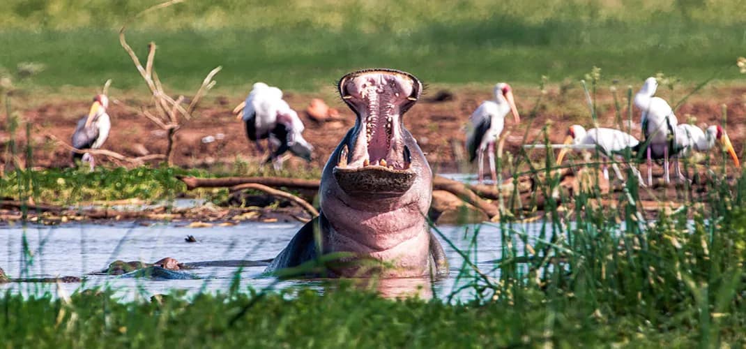 Hippo at Lake Manyara, Tanzania