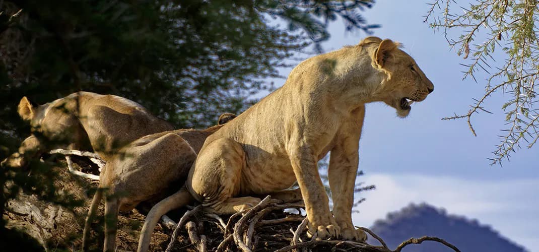 Young Lions at Samburu National Park, Kenya