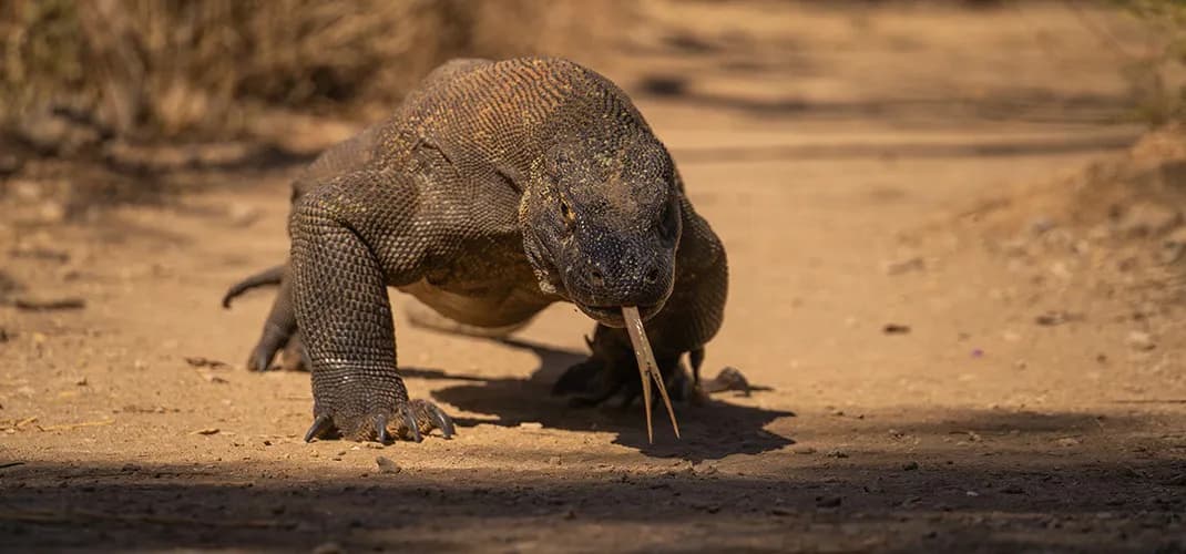 Komodo Dragon, Komodo National Park, Indonesia