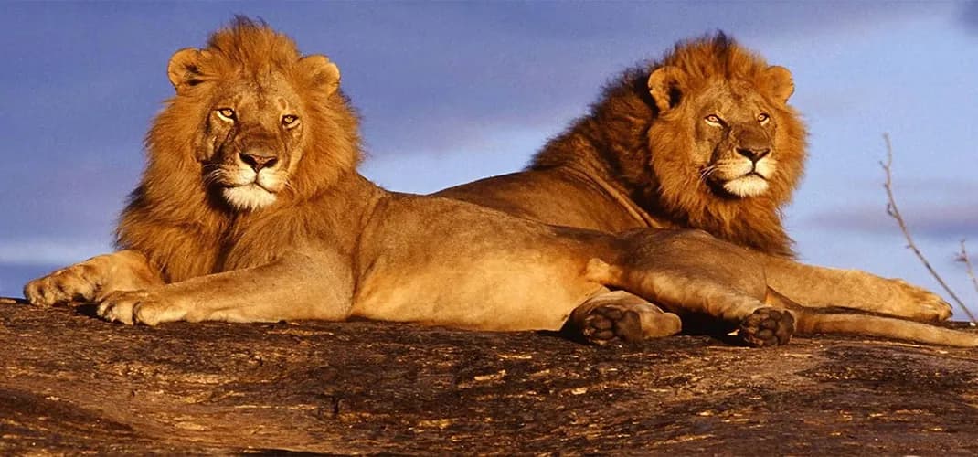Lions at Chobe National Park, Botswana