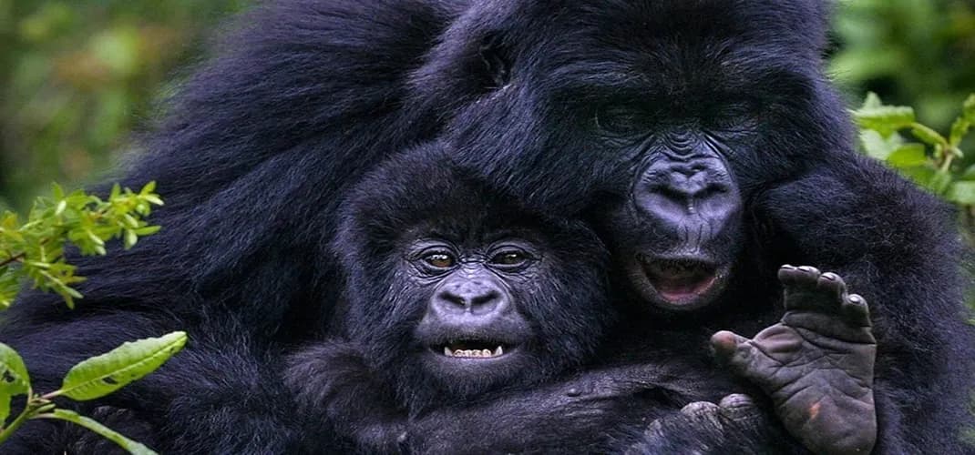 Gorillas at Bwindi Impenetrable Forest, Uganda