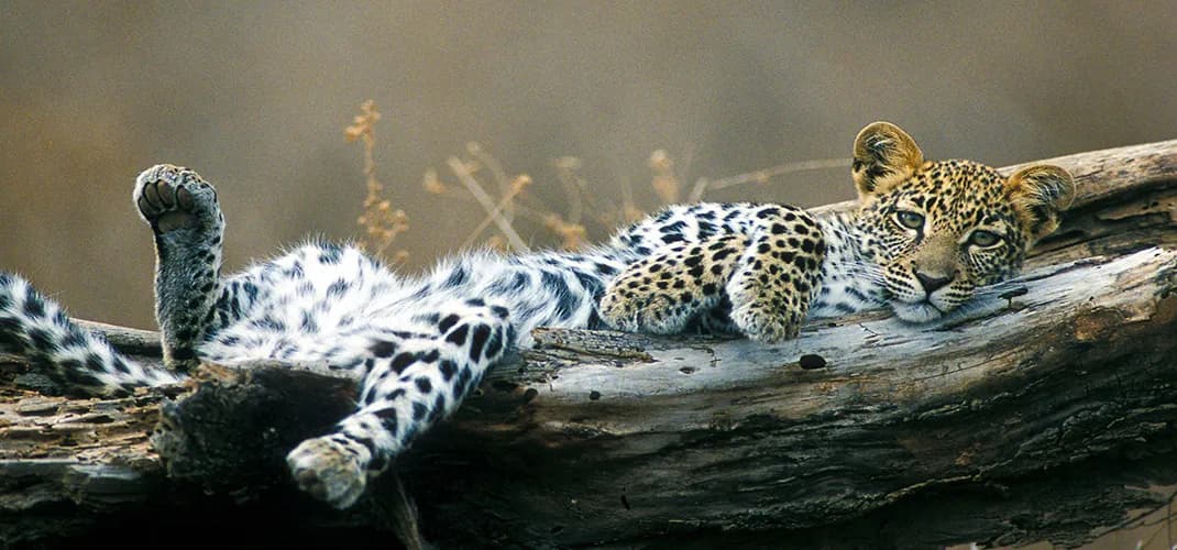 Leopard at South Luangwa National Park, Zambia