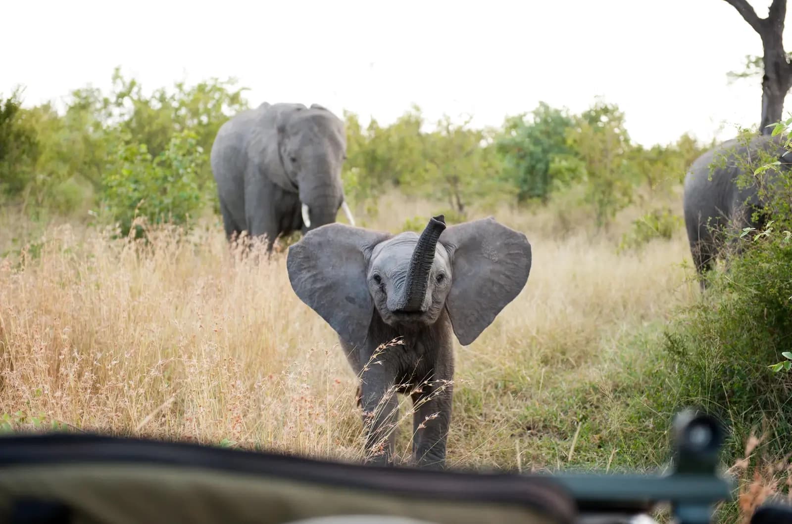 Elephants on a game drive, Sabi Sands Game Reserve, South Africa